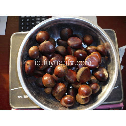 Berbagai Jenis Buah Chestnut